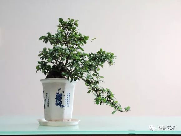 黄杨怎么换盆 184afe0b765144c0aa546850c321cbef.jpeg