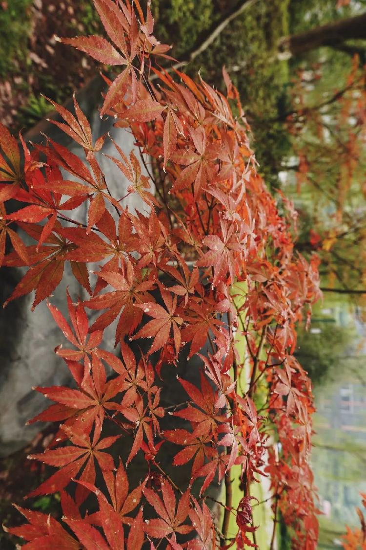 重大是什么色号?前方高能美图来袭!