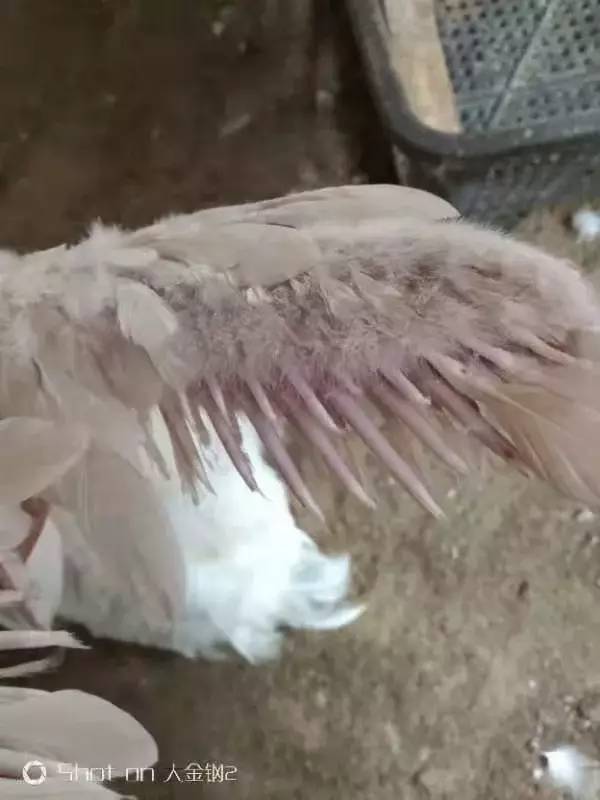 5斤,有一栏400羽母鸭发掉羽严重,西兽称圆环病毒,采食目前正常无死亡.