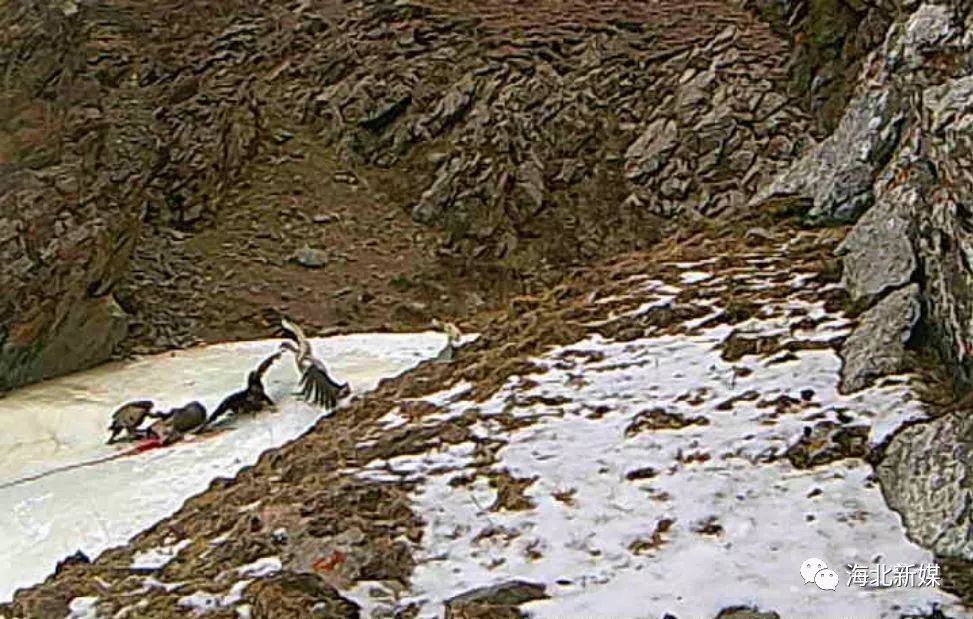 祁连山国家公园青海片区又拍到野生动物抢食画面