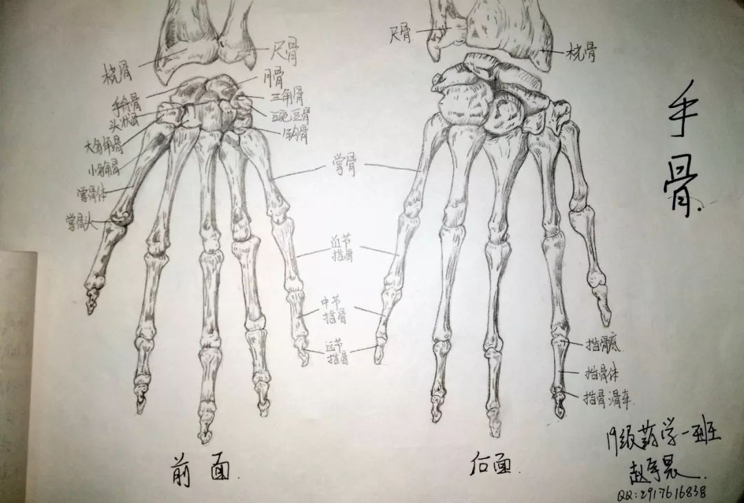 19 级药学一班 赵宇晨《手骨》 腕骨头掌骨头指骨头 组成整个手骨头