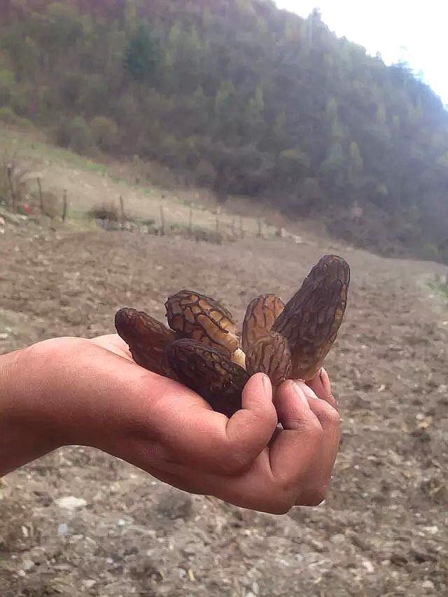 难得的野生山珍羊肚菌原来是这样采来的,怪不得那么珍贵