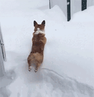 家里养柯基的，下雪天就不要遛狗了