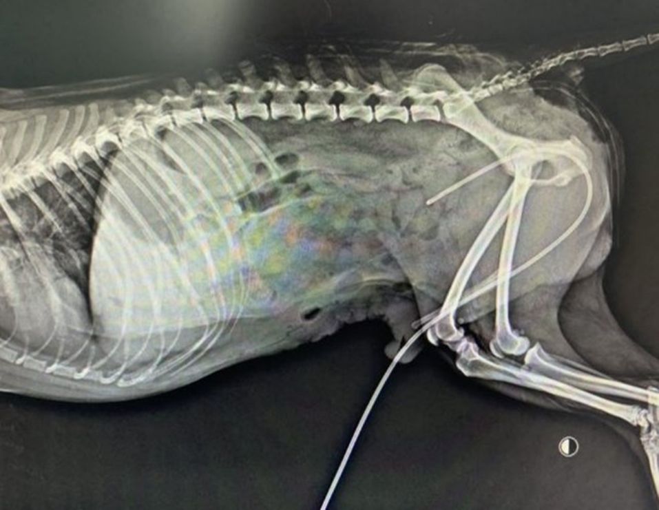 一例犬尿道多处破裂腹壁疝修复的病例分享