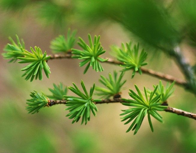 瘦叶杉是什么植物 瘦叶杉有什么用 瘦叶杉能不能吃