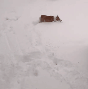 家里养柯基的，下雪天就不要遛狗了