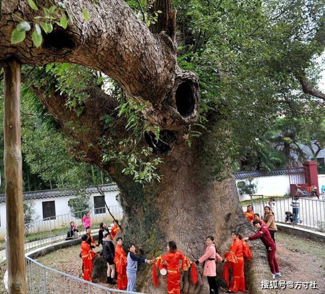 江西省樟树市永泰镇有多少人口_樟树市有多少个乡镇