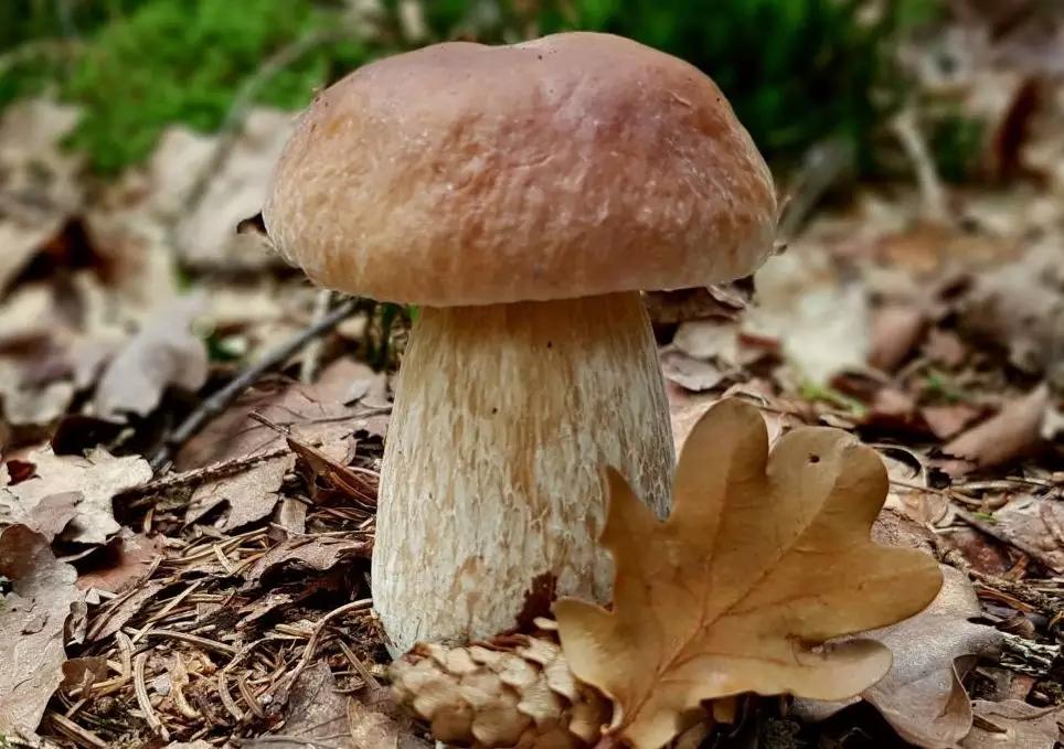 菌类有“毒”不能吃?学会这些挑选技巧,放心吃