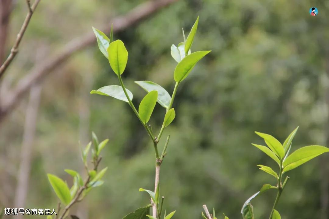 大叶种普洱茶才是真正的普洱茶？3分钟告诉你，中小叶种为何充满争议？