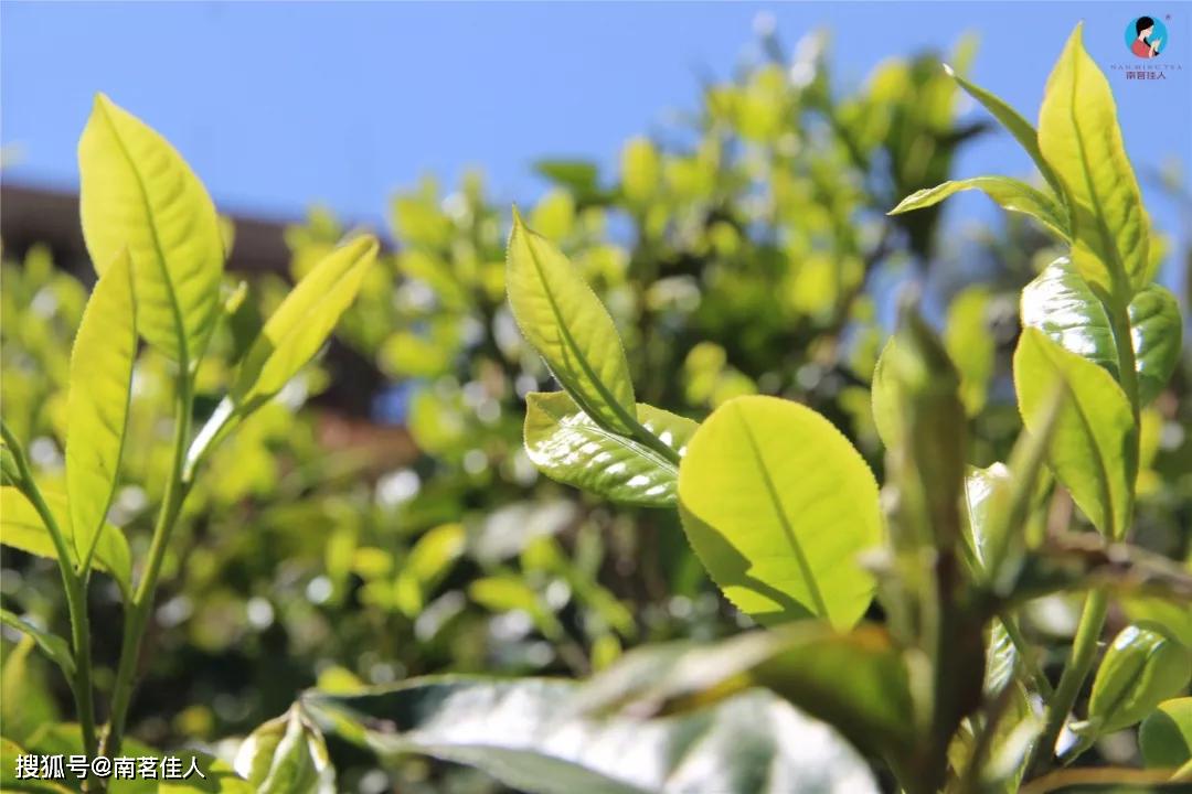 大叶种普洱茶才是真正的普洱茶？3分钟告诉你，中小叶种为何充满争议？