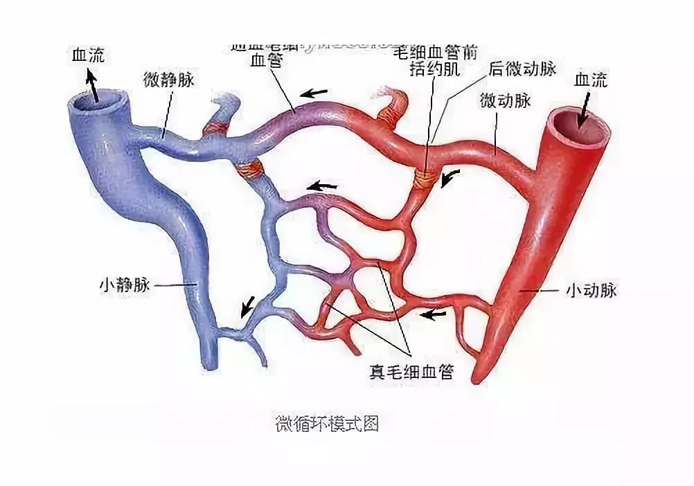 结构可以深度螯合,溶解微循环中的重金属等毒素从而激活细胞的自我