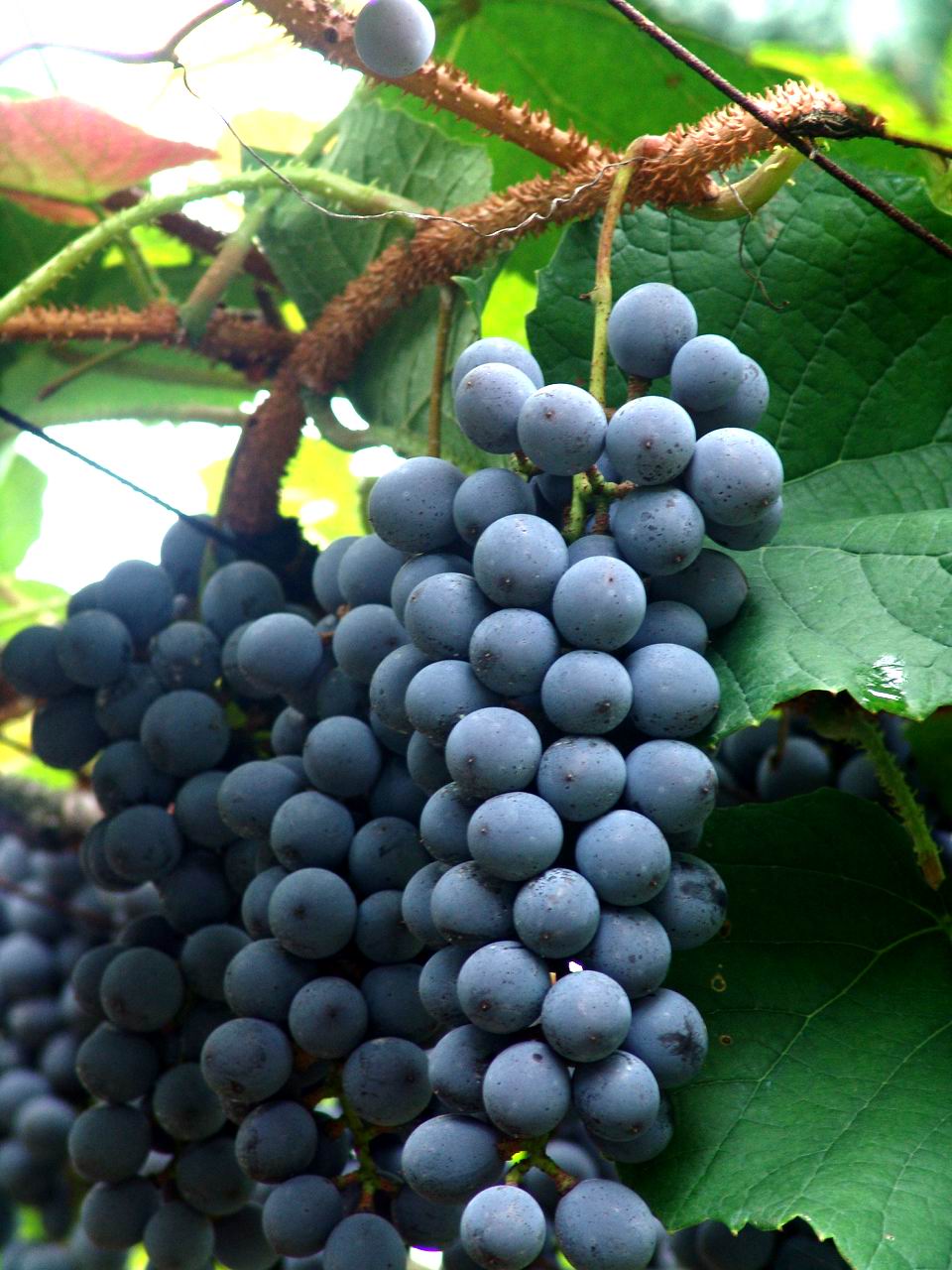 酿酒刺葡萄标准化种植技术