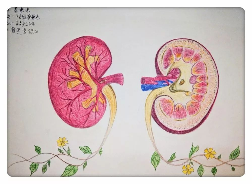 人体解剖绘图大赛①|医学生隐藏技能大揭秘——医专的