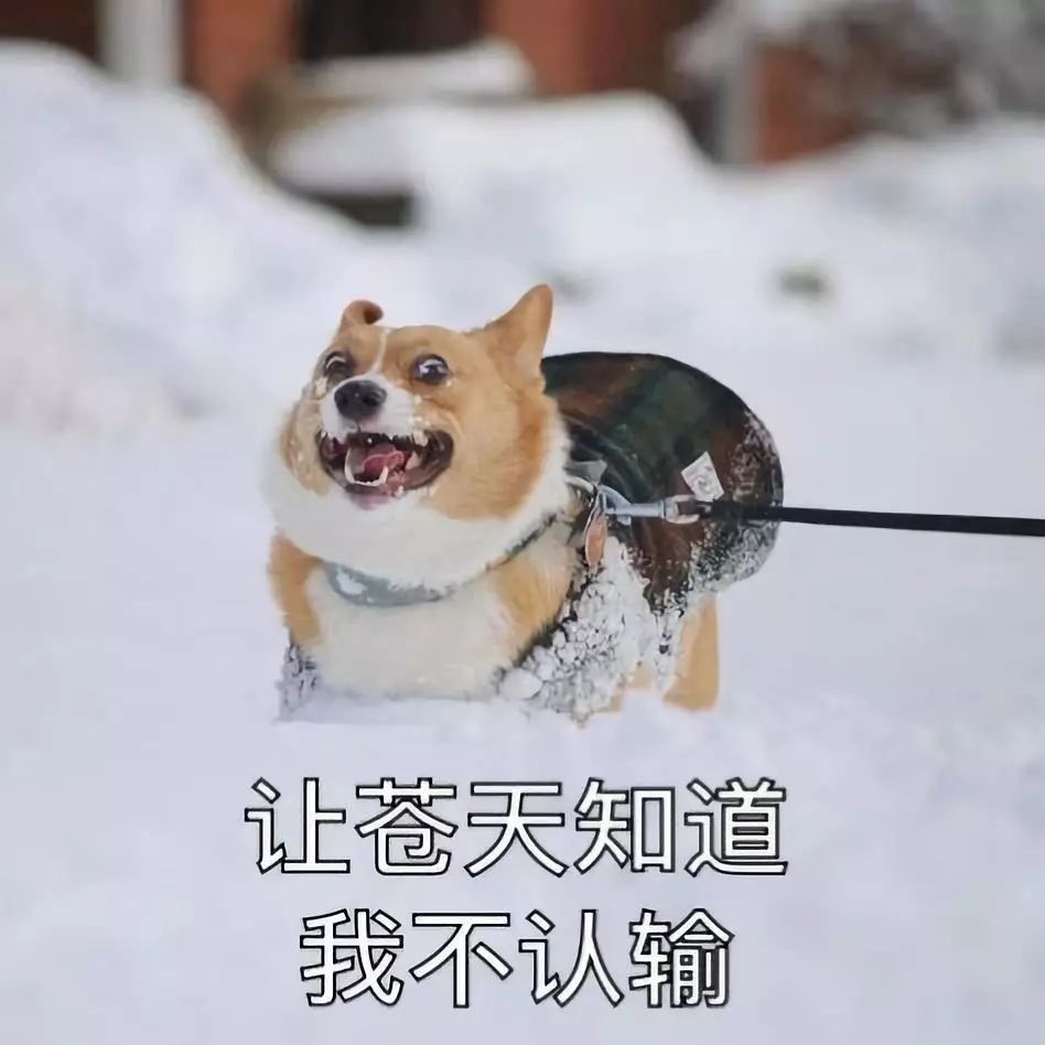 家里养柯基的，下雪天就不要遛狗了