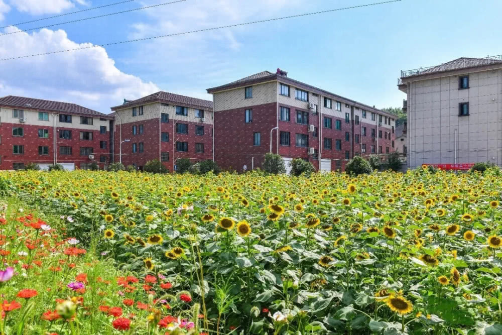 嵊州市剡湖街道人口_嵊州市剡湖街道沙园村