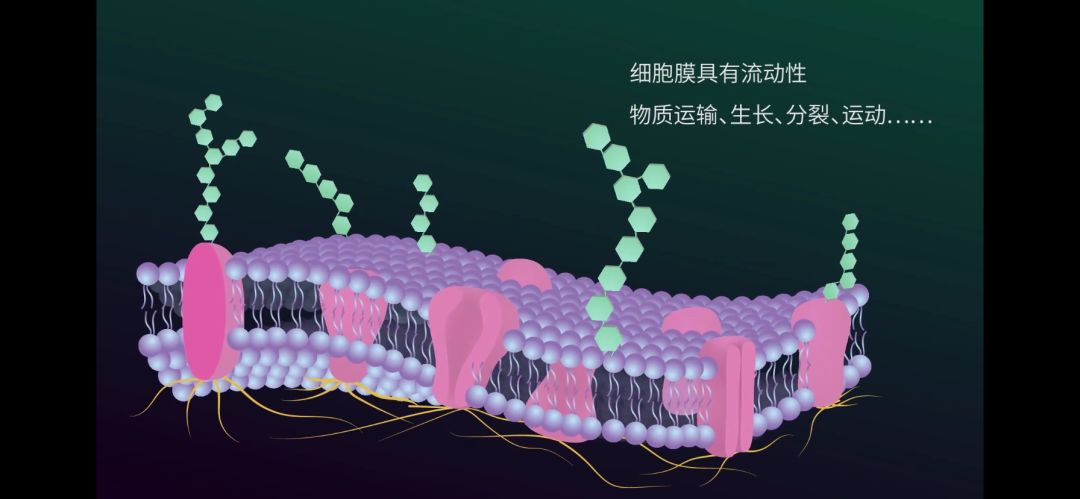 【生物大师高中】细胞膜——系统的边界