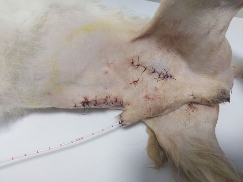 一例犬尿道多处破裂腹壁疝修复的病例分享