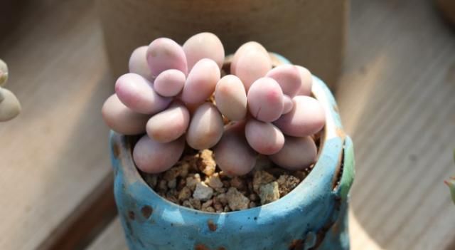 多肉种植土和颗粒土的区别 e3468cc3064c4ec39b9a01243d45f645.jpeg