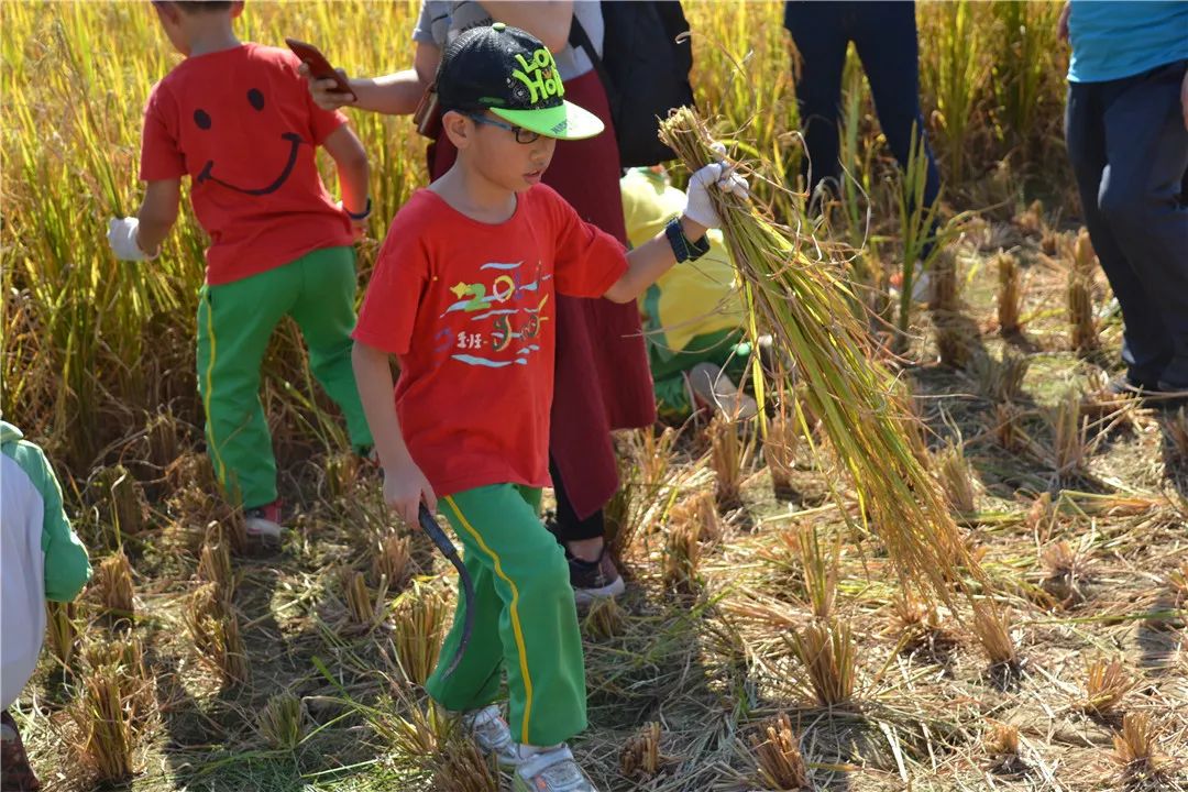 记忆时光机丨石岗小学303班绿色劳动行,快乐在进行