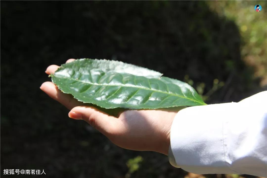 大叶种普洱茶才是真正的普洱茶？3分钟告诉你，中小叶种为何充满争议？