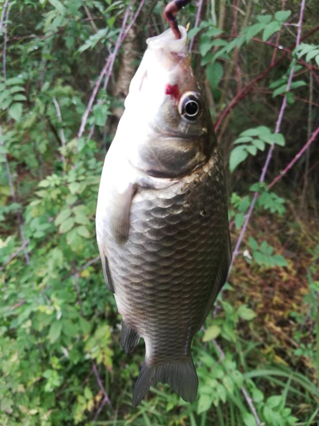 三岔湖垂钓之首秀钓草洞瞎子乱摸象