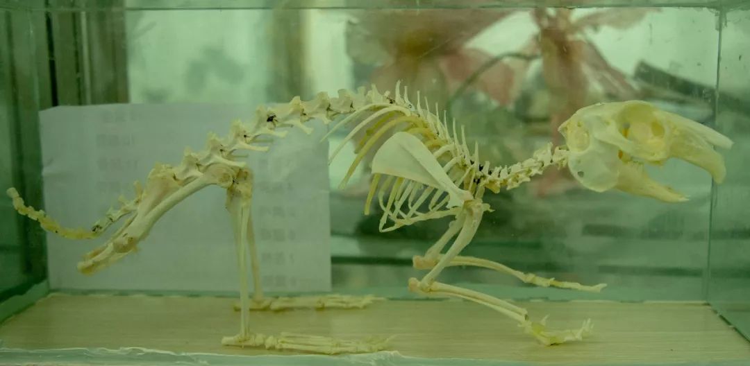 安徽省大学生生物标本制作大赛,叕是一等奖!