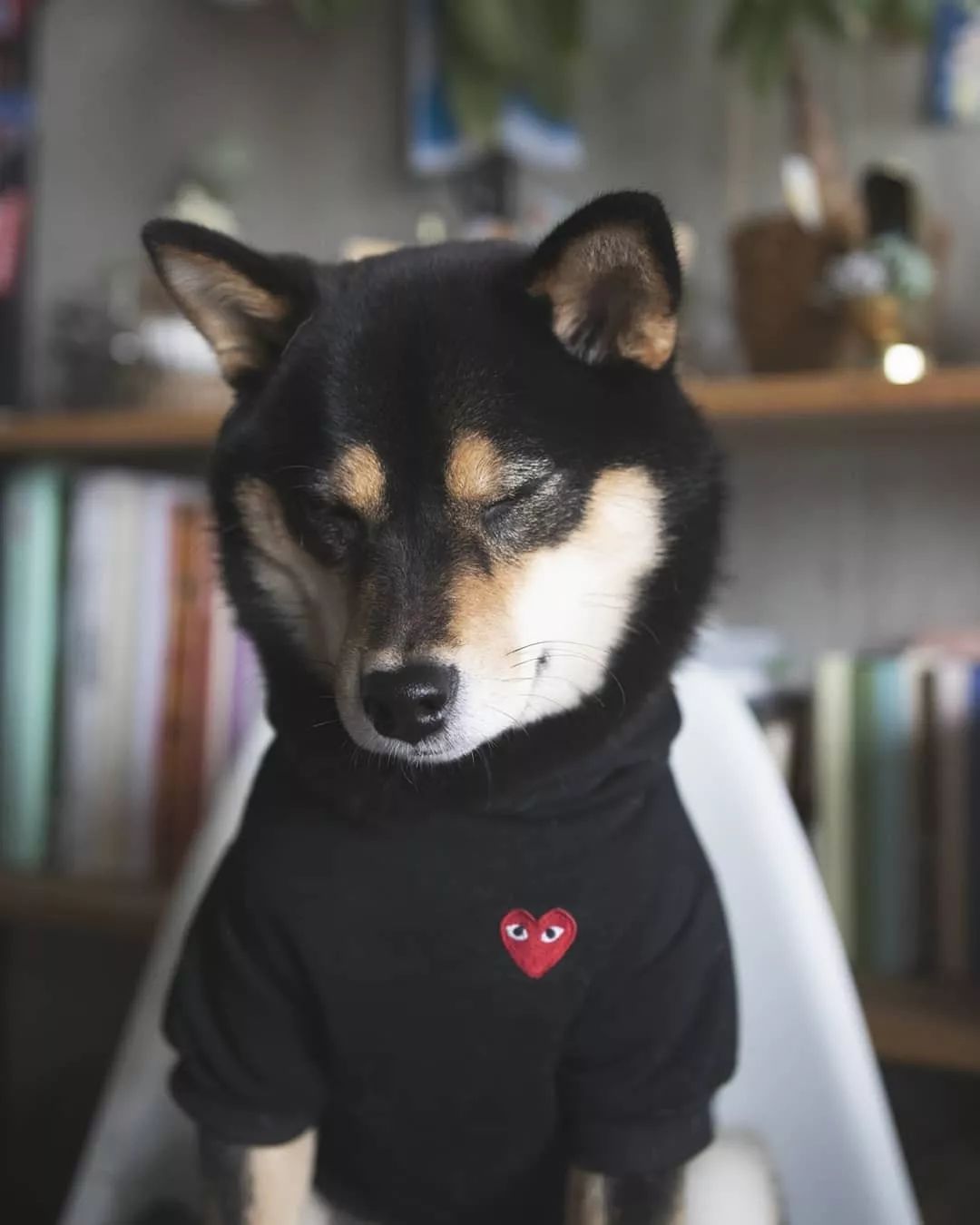 人不如狗系列