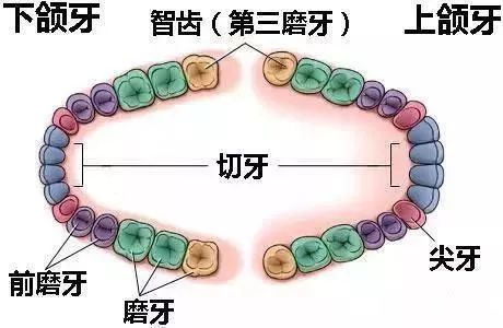 人有多少颗牙好 280a844a09684df384f19c90240288b4.jpeg