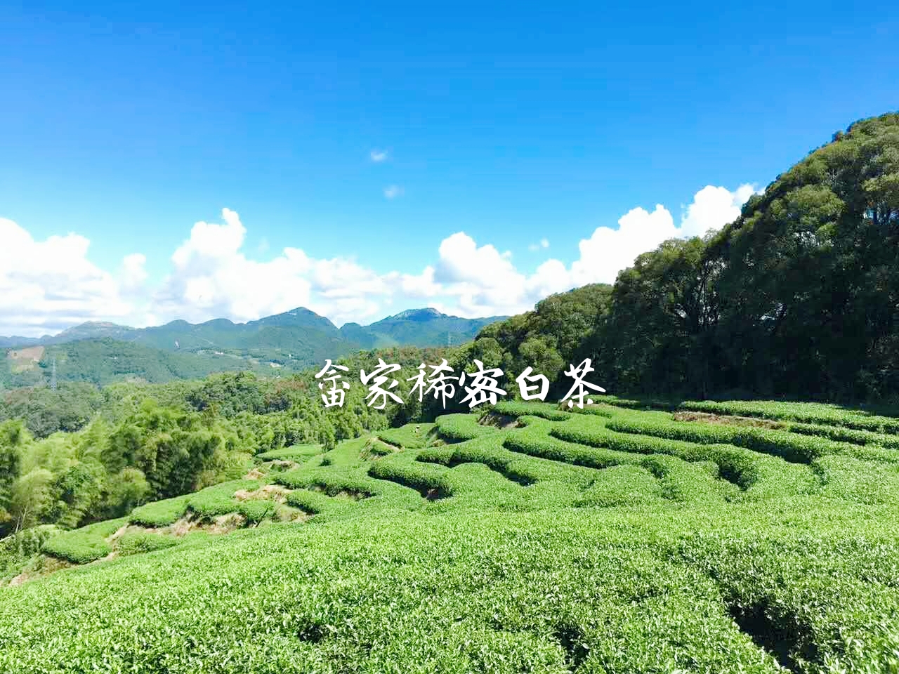 不同的产地,所产白茶到底有何不同?