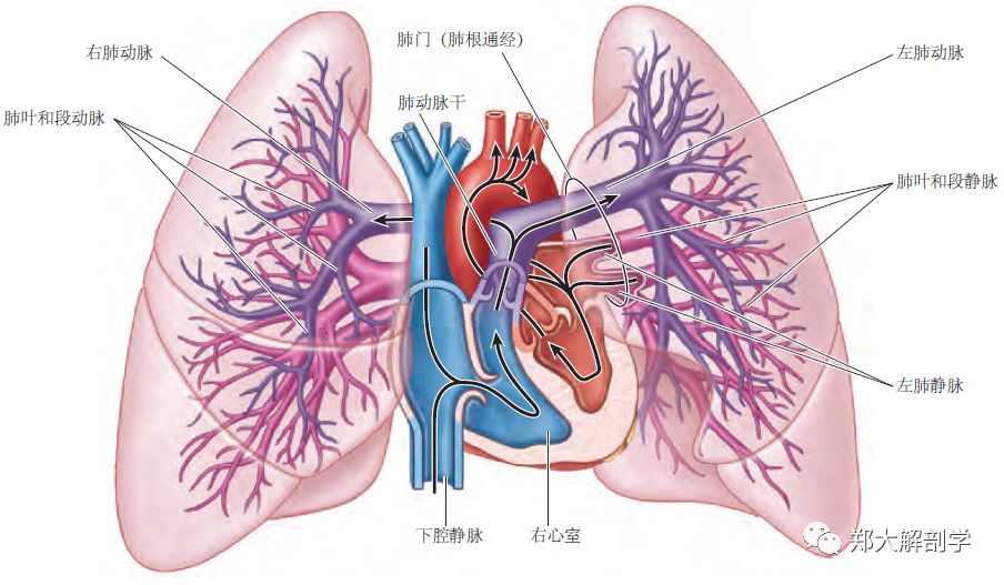 左,右肺动脉起于胸骨角平面上的肺动脉干,携带氧分压低的血液(静脉性)