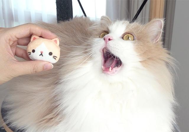 辟谣,猫咪喵喵喵是在口吐芬芳?不仅如此,4种猫语各有不同含义