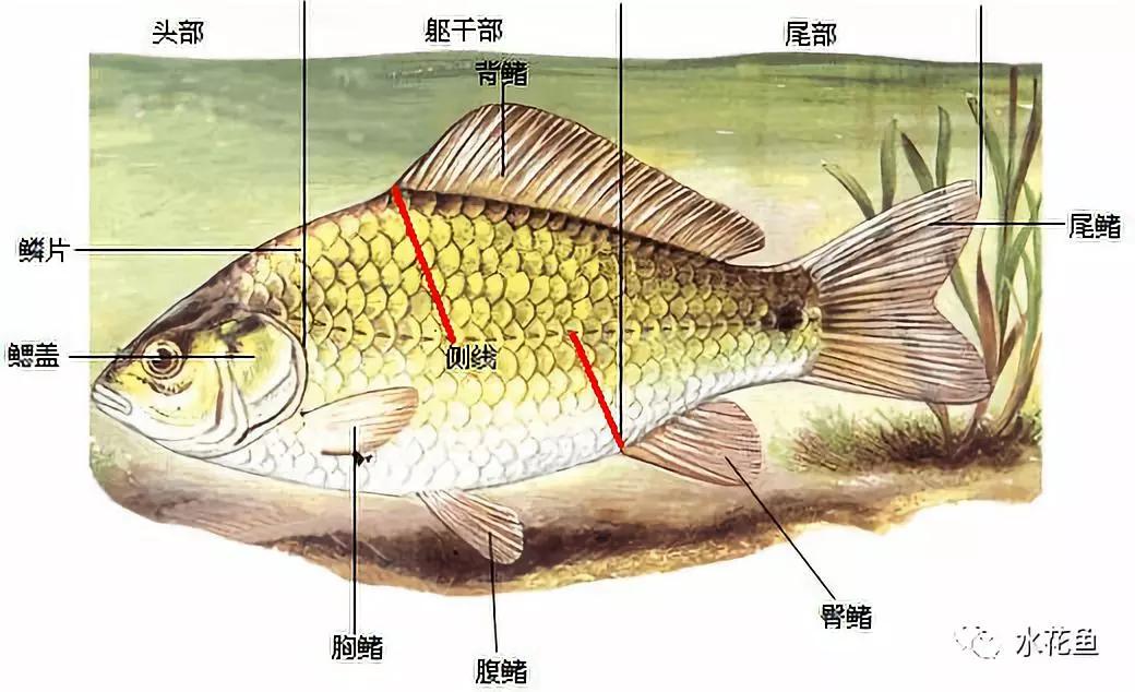 鱼类的感觉器官:侧线鳞与鱼类(鲫鱼)分类的重要依据