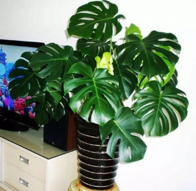 龟背竹怎么种植 7f59628a5ac645e6b97956199e76312d.jpeg