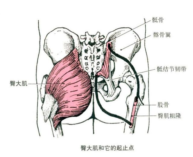 臀的形态向后倾,其上缘为髂嵴,下界为臀沟.