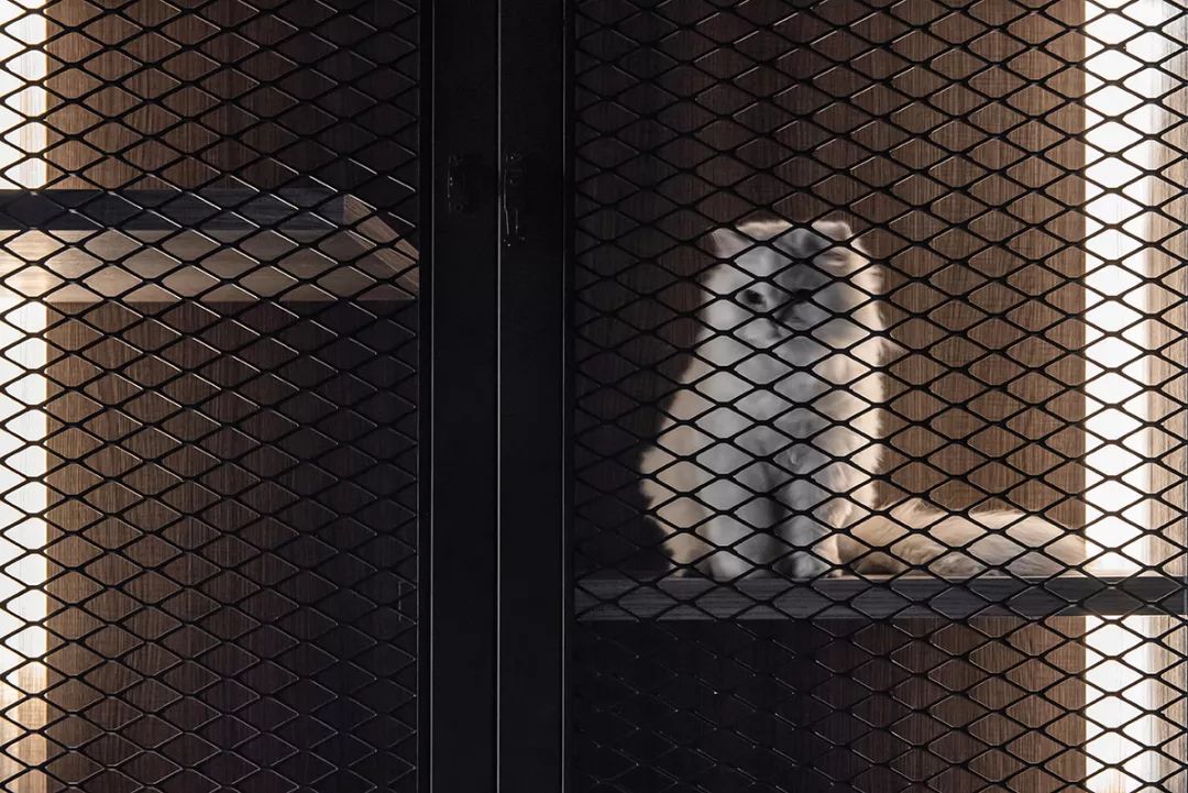 猫别墅内的高处分层错落木质跳台led灯带和上侧的网门整体上给人以是视觉