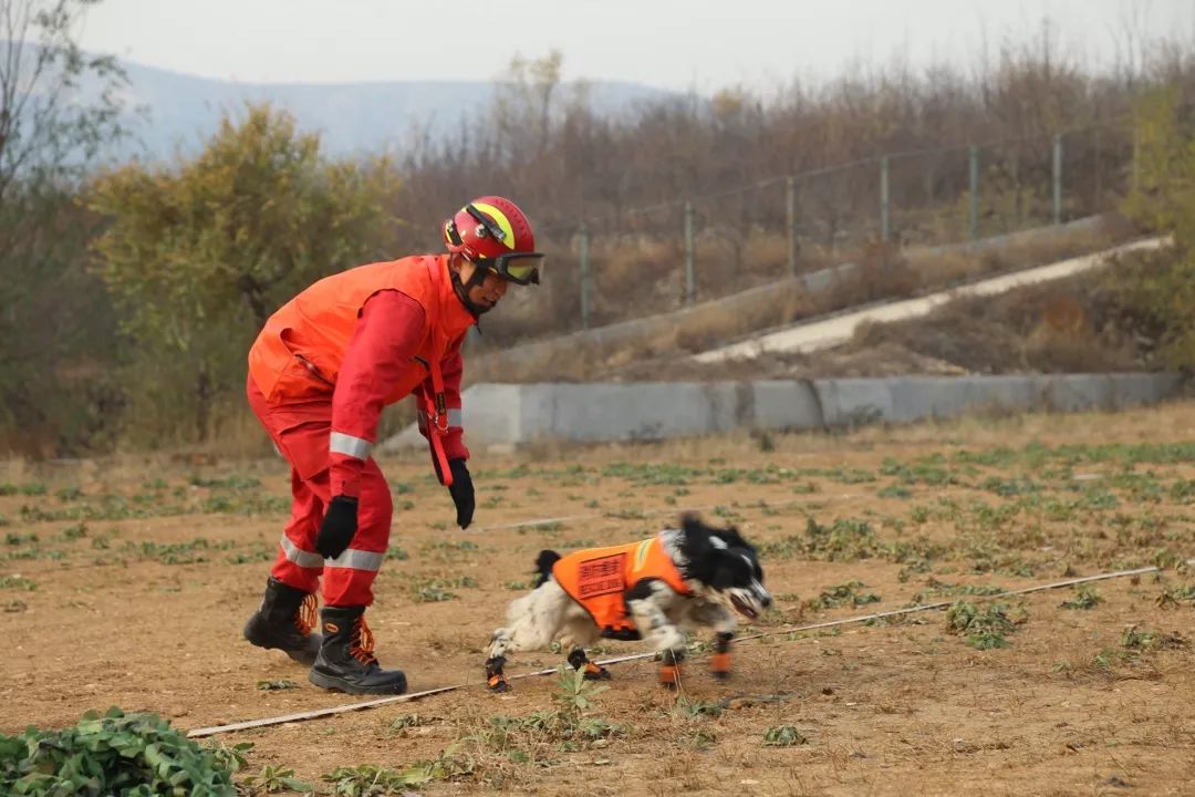 火灾原因辅助调查犬训练