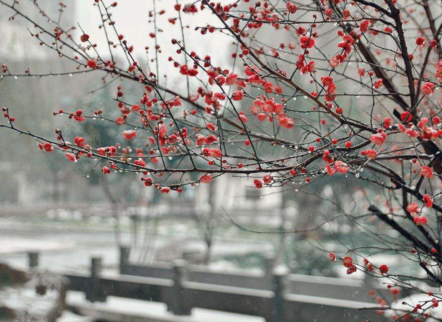 十幅梅花雪景图,十句千古绝诗,道尽人生万千滋味