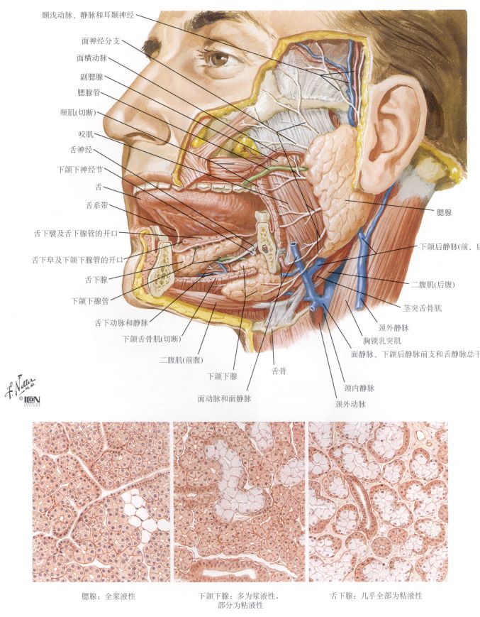 解剖知识点归纳总结消化系统