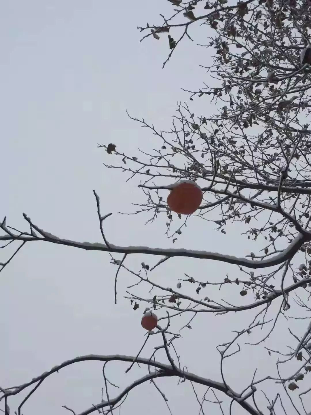 什么花风月成语_风月无边前一句是什么