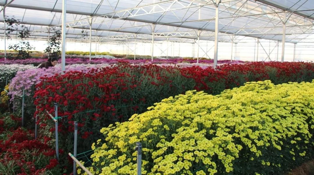 秋菊绚烂 美不胜收| 基因组所菊花展免费开放!