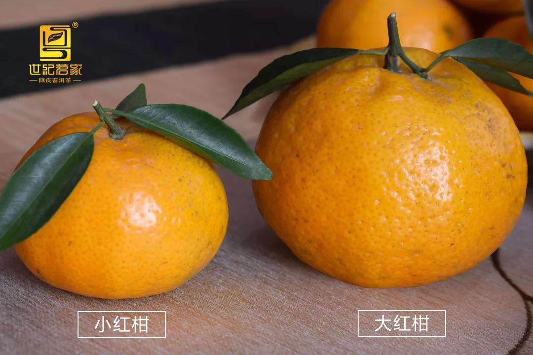 小红柑:小而精,不一样的红柑范儿