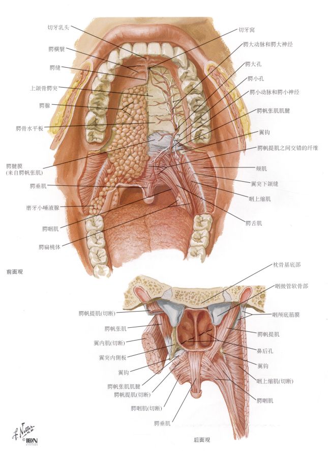 咽淋巴环:咽鼓管扁桃体,咽扁桃体(腺样体),腭扁桃体,舌扁桃体共同构成