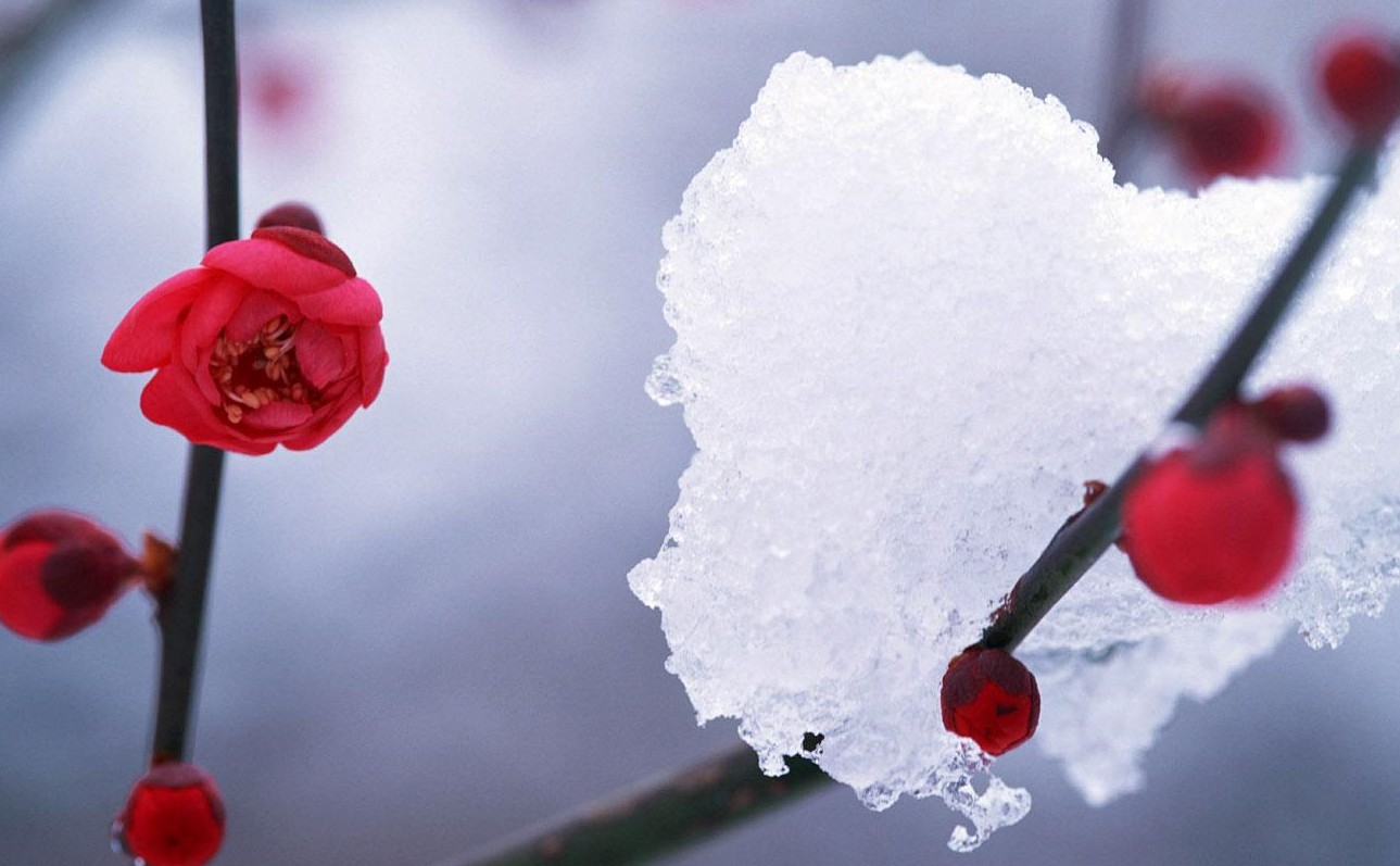 十幅梅花雪景图,十句千古绝诗,道尽人生万千滋味