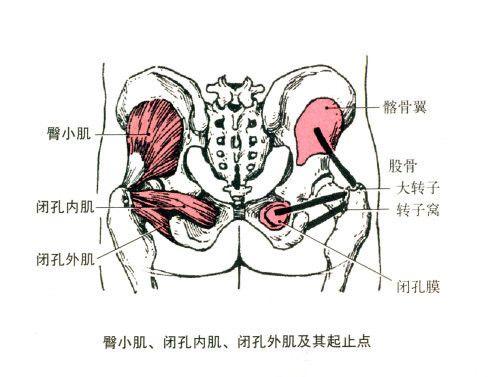 止点:股骨臀肌粗隆和髂胫束.