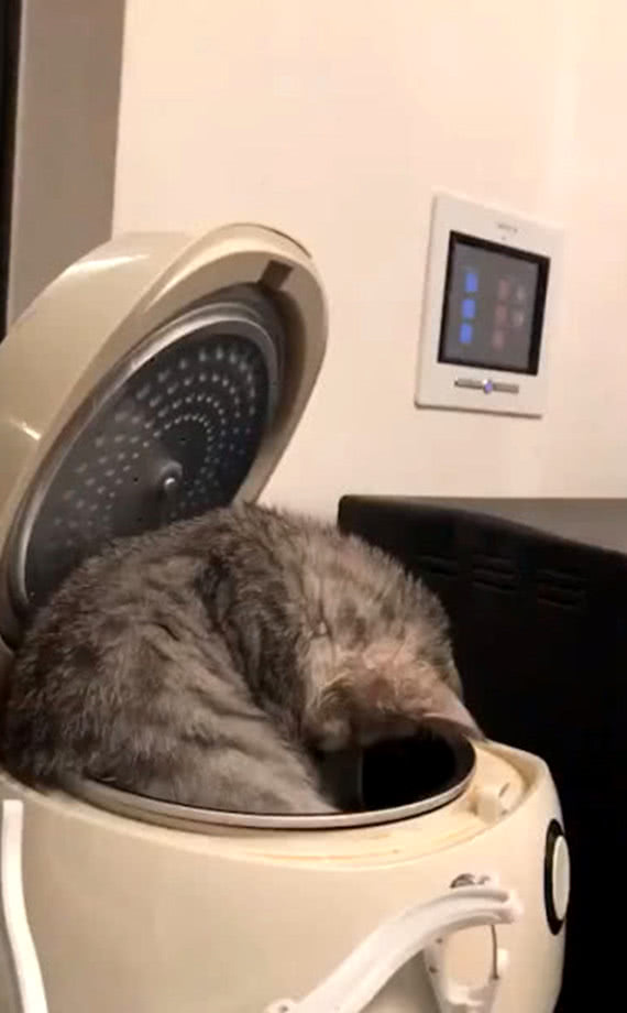 会动的小狗小猫 e475672f7fbd4f02925d434d9ad1d634.jpeg