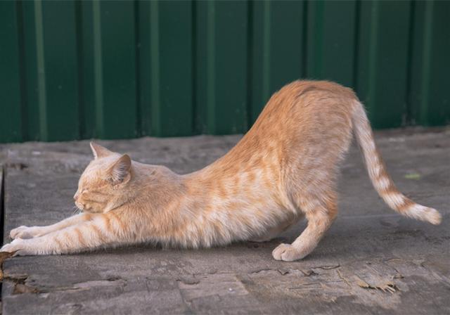 喵喵喵什么意思啊 e4f44a76796e46cd88a1fa3d6394b1e6.jpeg