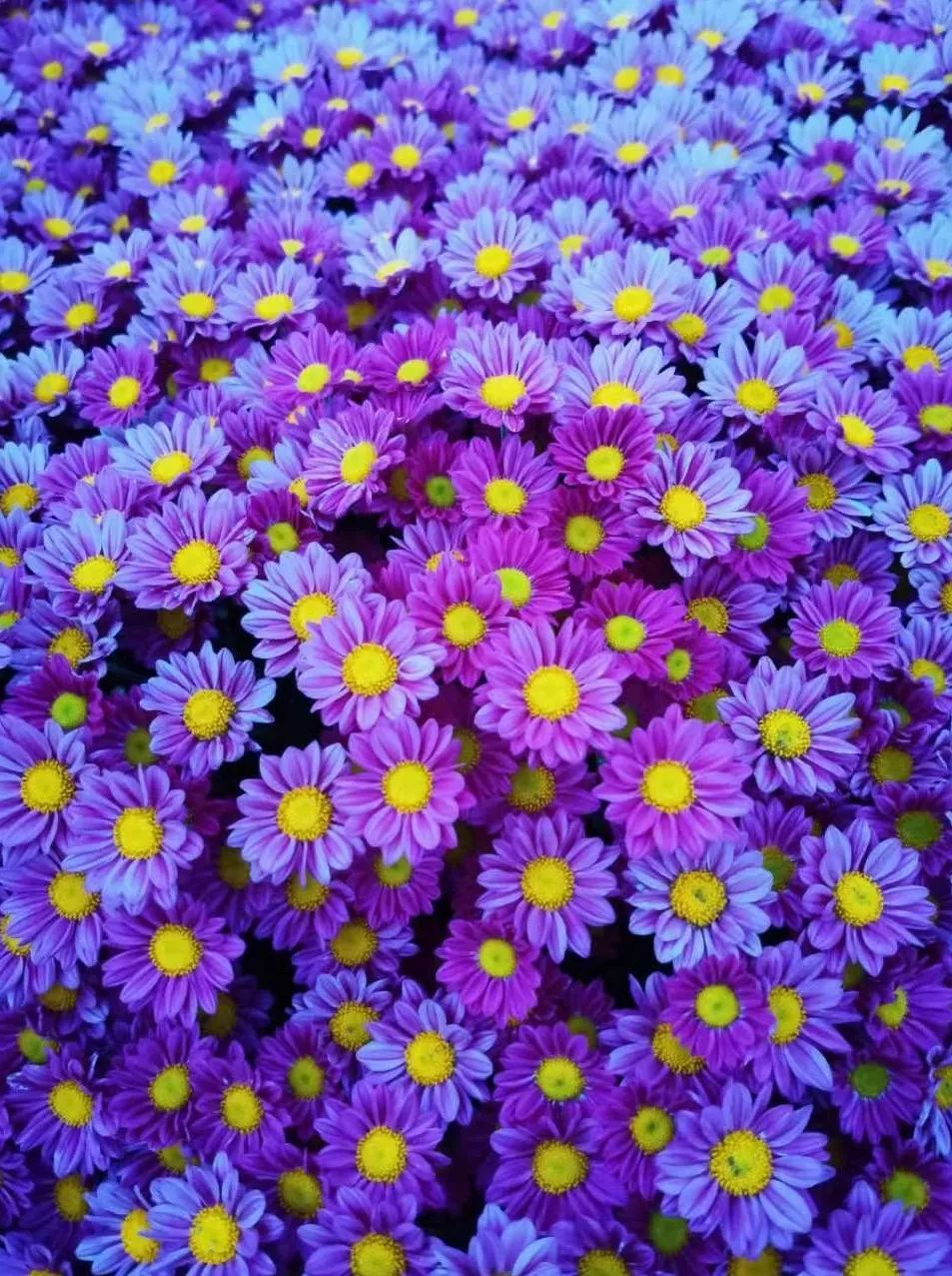 秋菊绚烂 美不胜收| 基因组所菊花展免费开放!