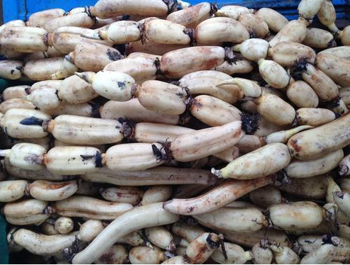 啥时候种莲藕最好 fc04e873c9fa429bb0a2c07846b4d36d.png