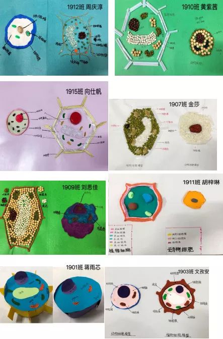 景弘生物动植物细胞模型制作大赛你获奖了吗