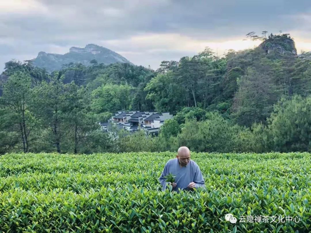 67天心禅茶云隐己亥年新品启售